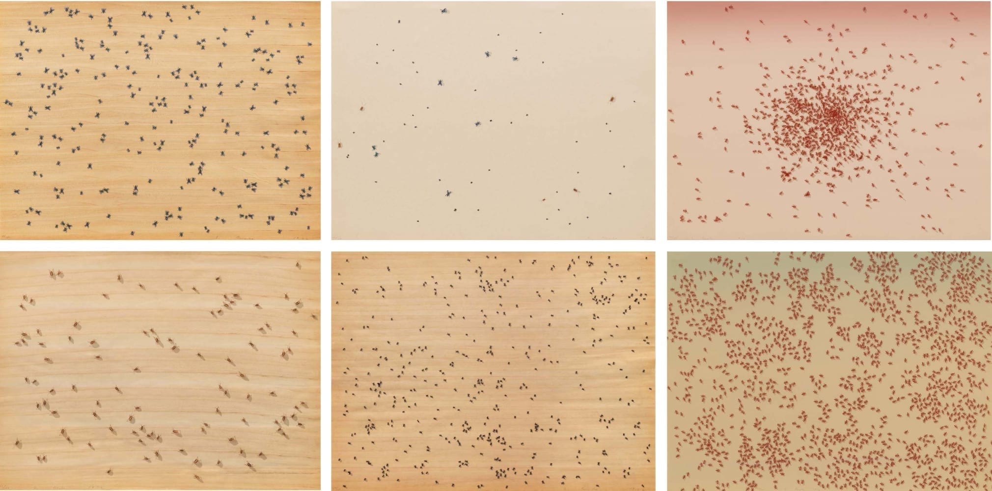 Insects 1972 Medium: The complete portfolio of six screenprints