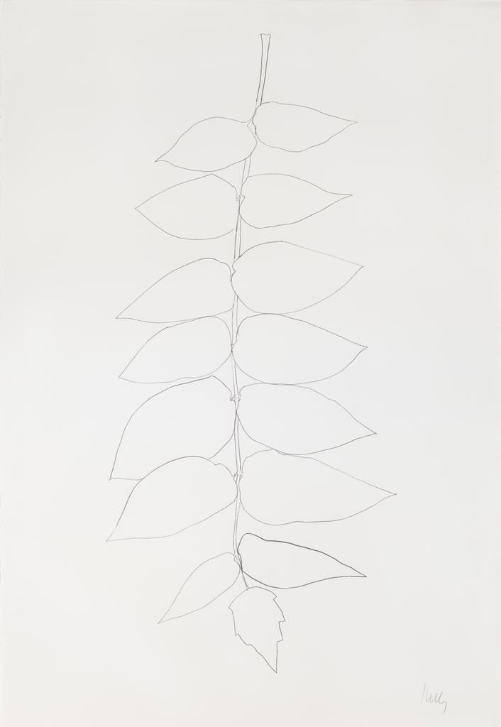 Ailanthus Leaves II by Ellsworth Kelly