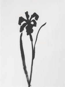 Siberian Iris, 1989