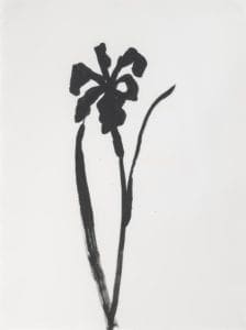 Siberian Iris by Ellsworth Kelly