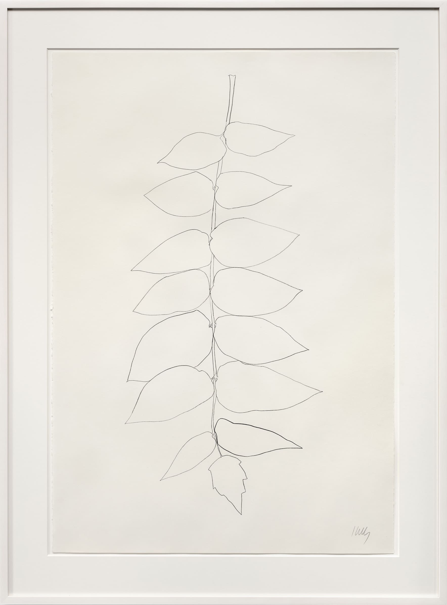 Ailanthus Leaves II by Ellsworth Kelly