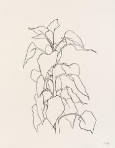 Sunflower II by Ellsworth Kelly