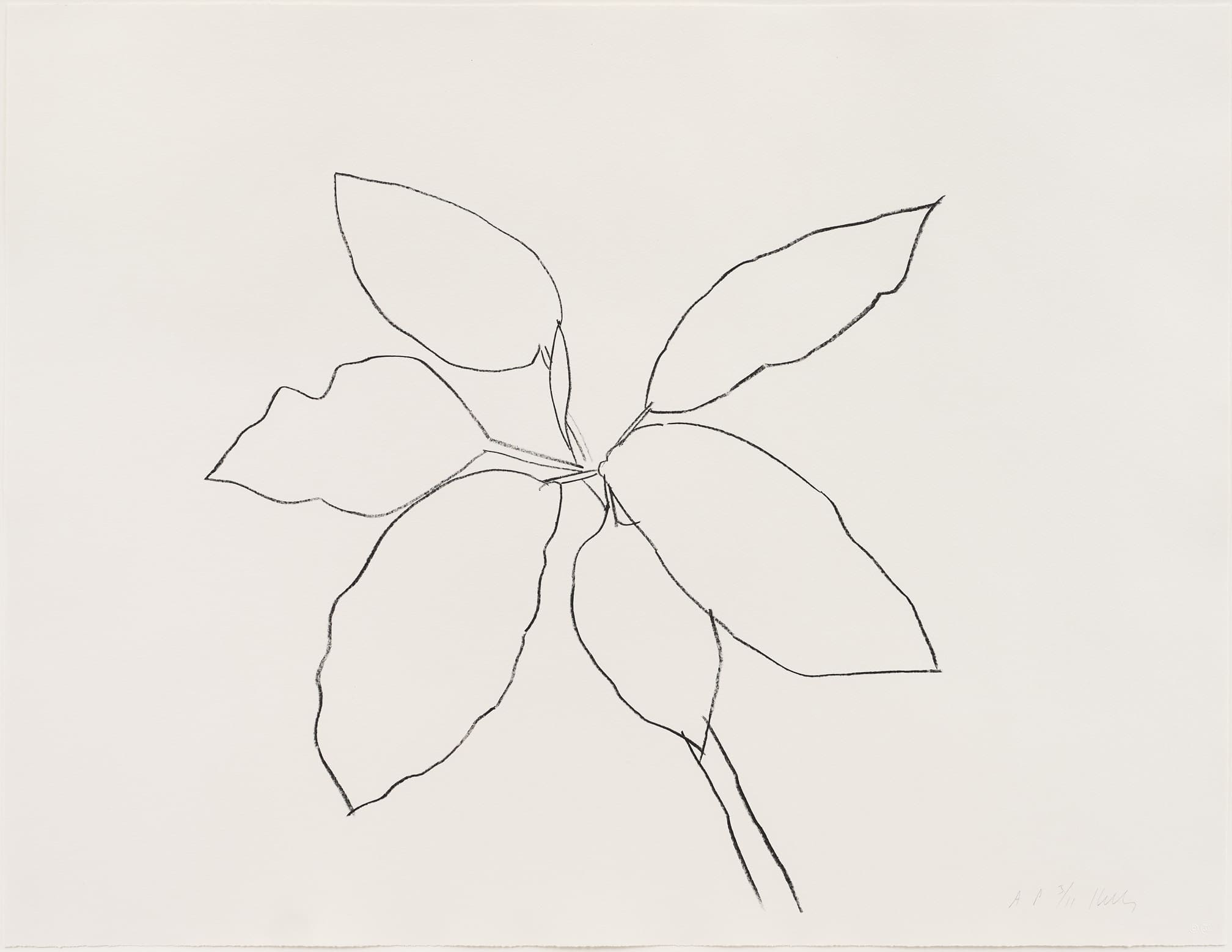 Ellsworth Kelly - Saint Martin Tropical Plant