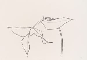Philodendron I by Ellsworth Kelly