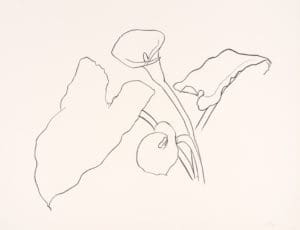 Calla Lily I by Ellsworth Kelly