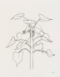 Sunflower I by Ellsworth Kelly